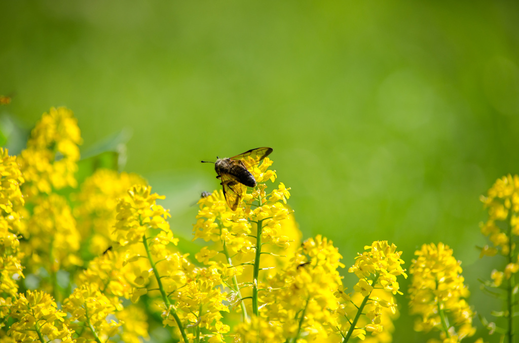 菜の花と何ですかこれ？