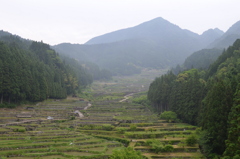 四谷の千枚田1