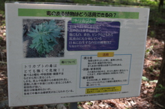 毒