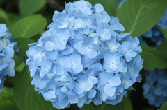 紫陽花