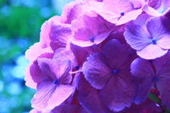 紫陽花ｂｙ長谷寺