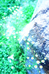 hana