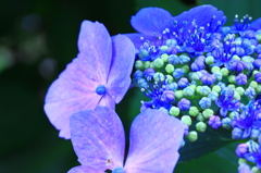 紫陽花by長谷寺