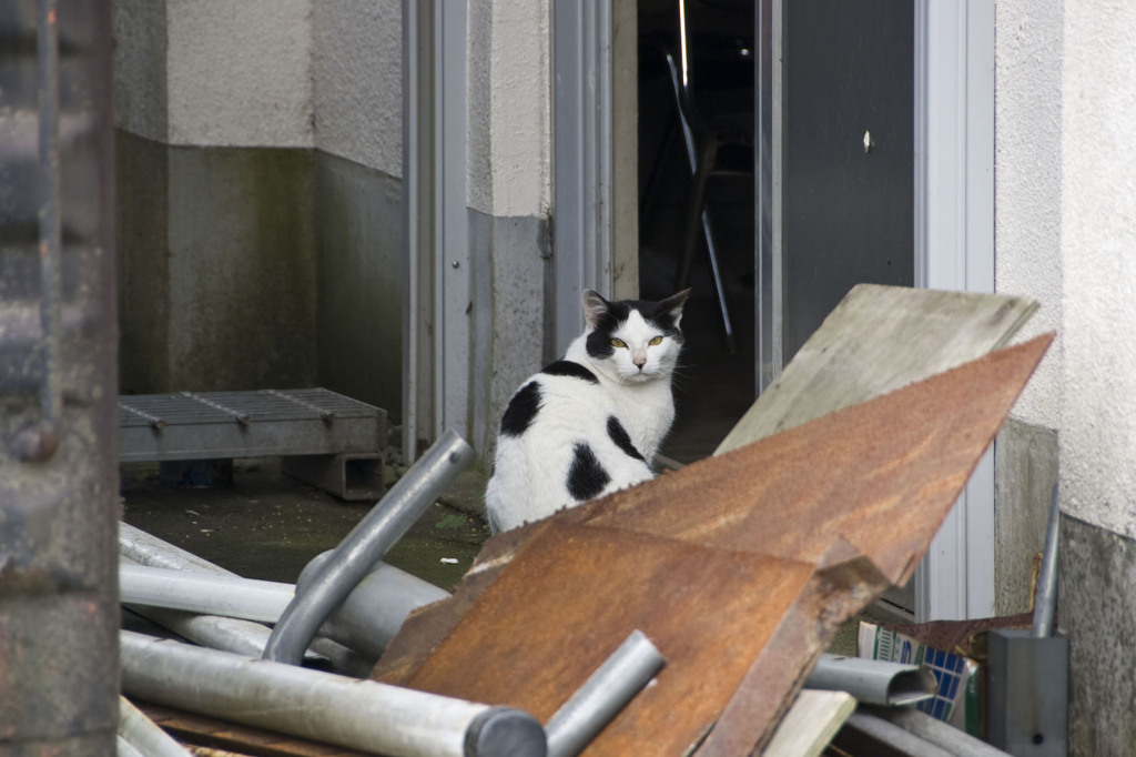 牧場の猫はホルスタイン柄