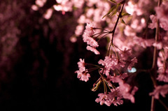 枝垂桜