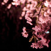 枝垂桜