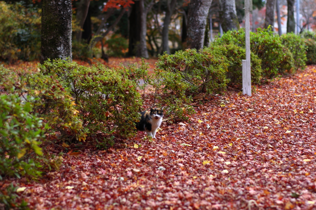 落ち葉と猫の風景　その１