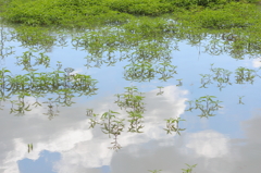 空に浮かぶ水草