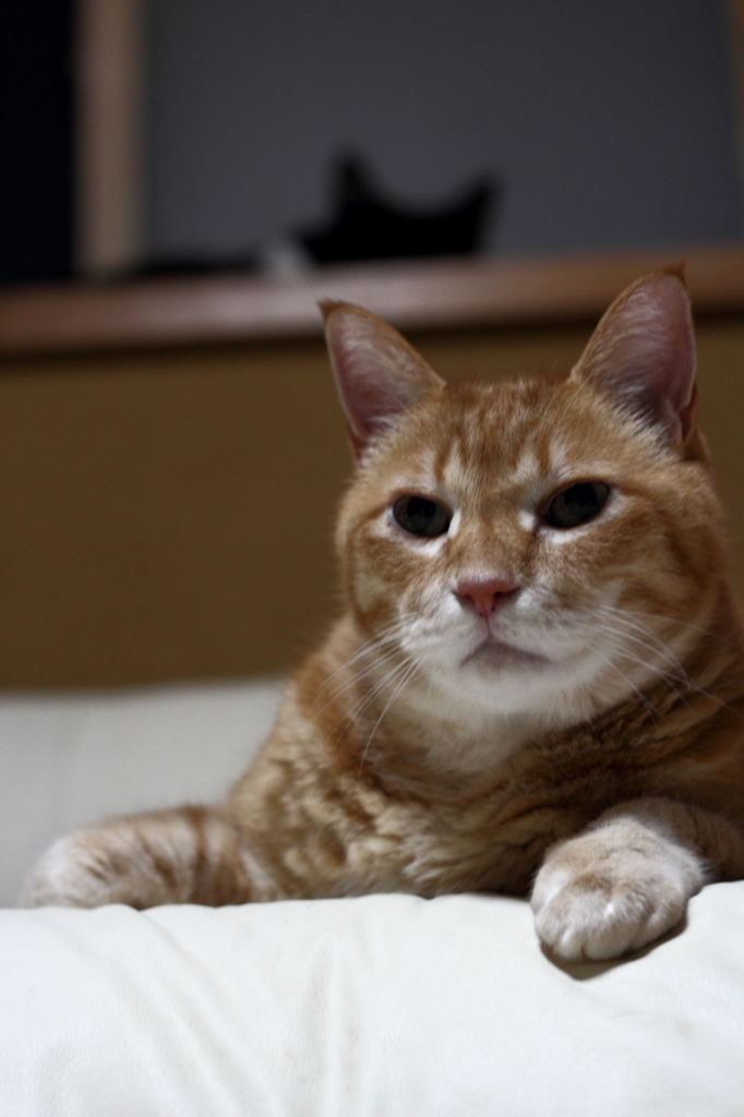 秋待ち猫　その２