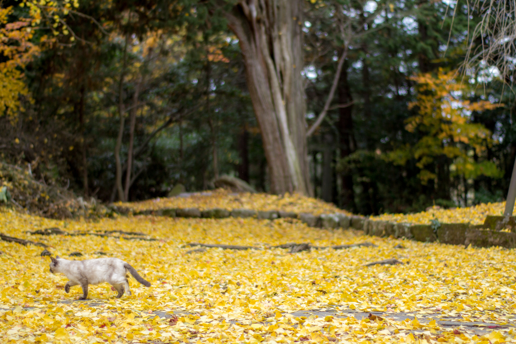 落ち葉と猫の風景　その２