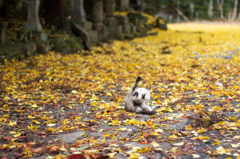 落ち葉と猫の風景　その４