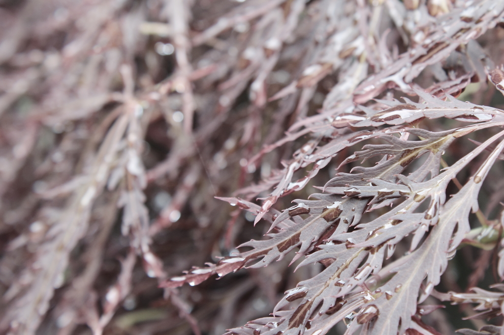 雨降り　その２