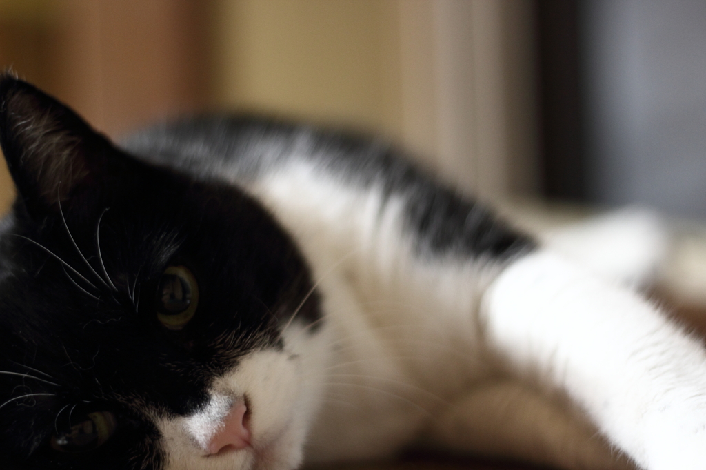 秋待ち猫（完）