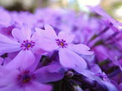 芝桜　紫