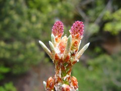 松の新芽　ヤニあり