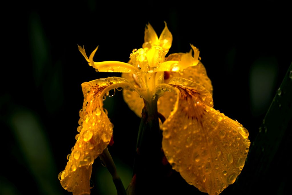 黄菖蒲