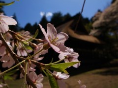蜂と会えぬ日