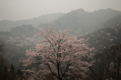 霧に包まれる山櫻