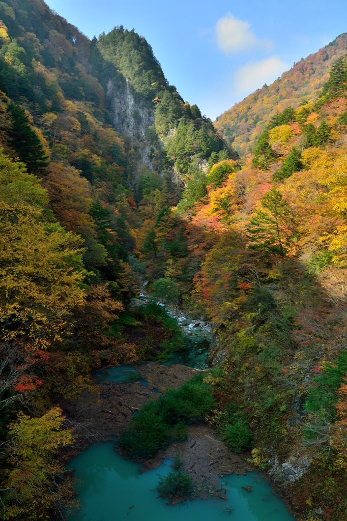 紅葉と流木