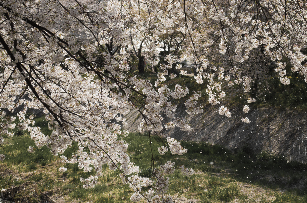 桜吹雪