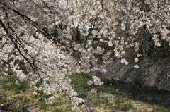 桜吹雪