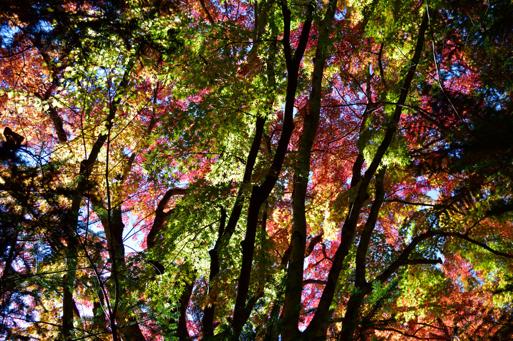 七色の紅葉