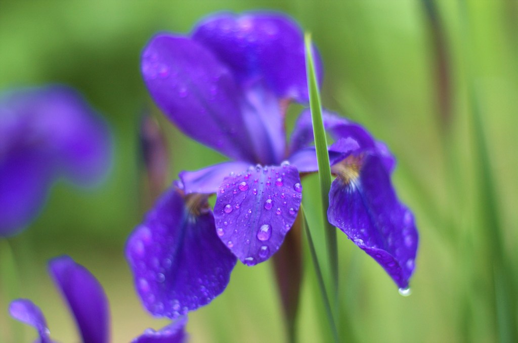 雨上がりの花菖蒲
