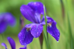 雨上がりの花菖蒲