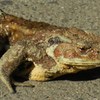 ヒキガエル