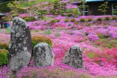 小曽部芝桜