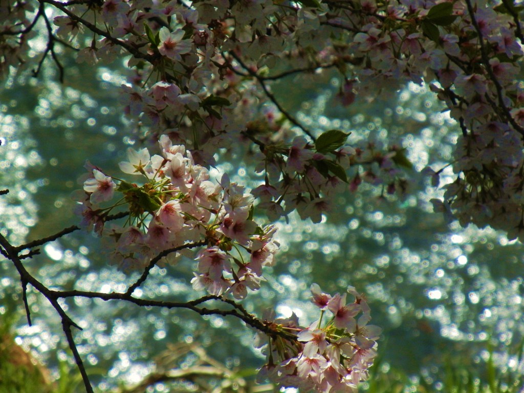 桜キラキラ