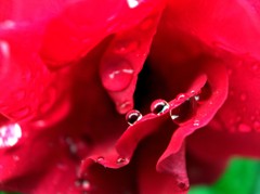 赤薔薇