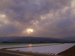間もなくレタスの定植