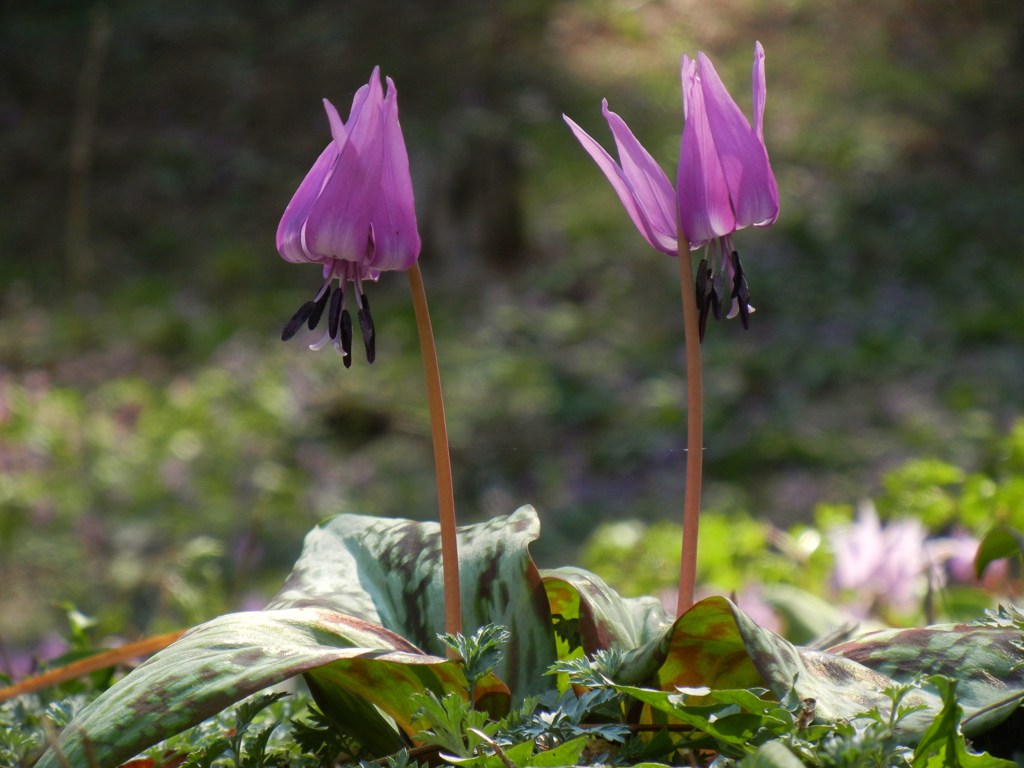 古川寺に咲くカタクリの花