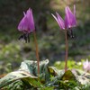 古川寺に咲くカタクリの花