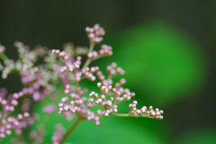 蕾
