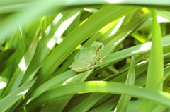 ションベンカエル