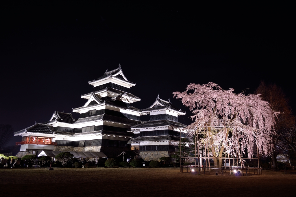 夜桜会