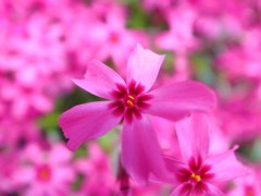 芝桜　ピンク
