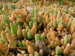 ジェリービーンズみたいな植物