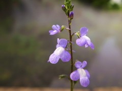 野花