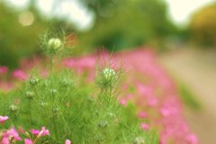 かわいい蕾