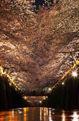 目黒川の夜桜