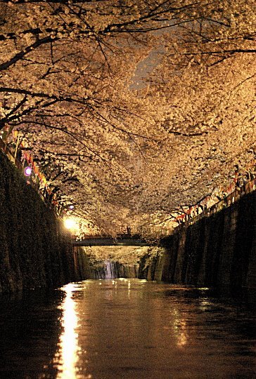 目黒川の夜桜