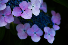紫陽花
