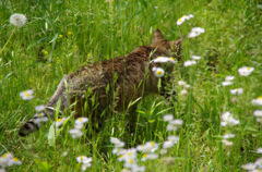 ねこ