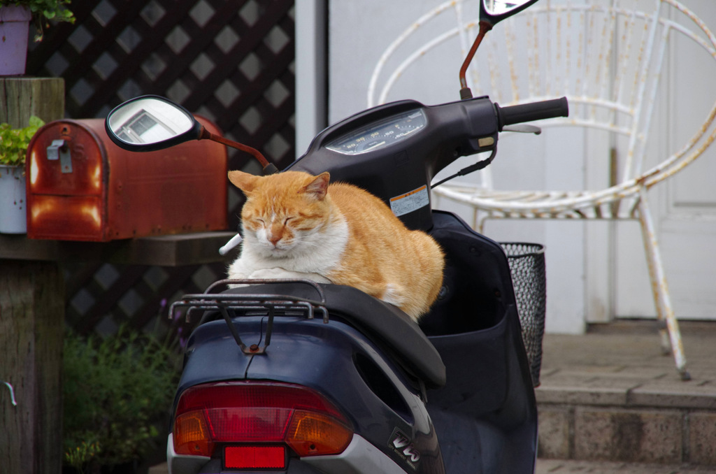 ねこ
