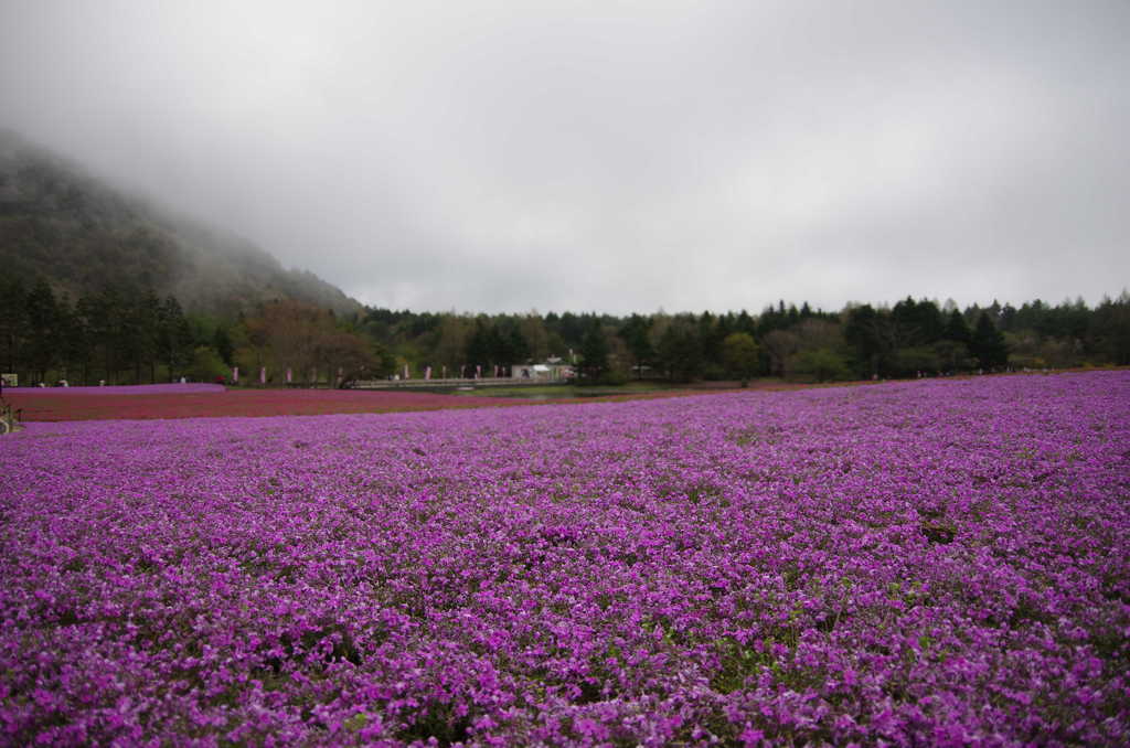 芝桜絨毯