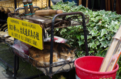 ねこ