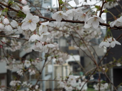 DSCN0123[2]